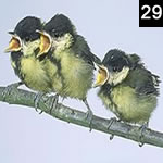 Birdwatching For Punks