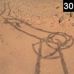 Penis On Mars