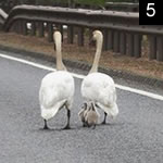 Jilted Swan