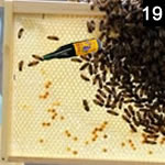 Bees
