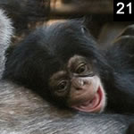 Little Monkey