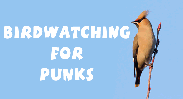 Birdwatching for Punks