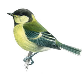 Great Tit