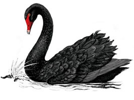 Swan