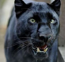 Big Black Cat