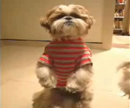 Vegetarian Dog
