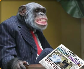 Zoo Suit
